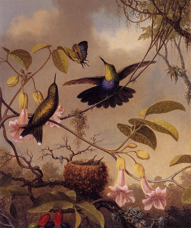 Martin Johnson Heade Fort-Tailed Woodnymph